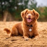 a picture of a dog